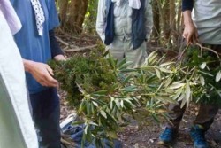 v002002028)山みやげ植物.jpg