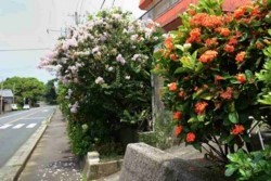 v004001008)県道住宅花a.jpg