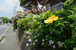 v004001010)県道住宅花c.jpg