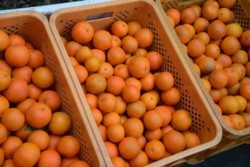 v005001017)収穫したタンカン.jpg