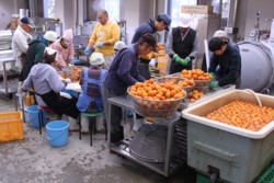 v005002021)ジュース加工施設.JPG