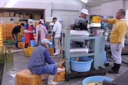 v005002023)ジュース搾り.JPG