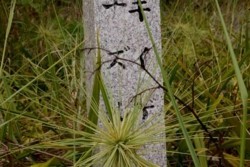 x001001013)栗生浜天然記念物標柱.jpg
