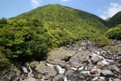 x001002005照葉樹林帯の小楊子川.jpg
