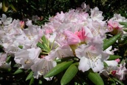 x003004016)石楠花公園花アップ.jpg