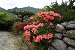 x004001008)石垣とツツジ.jpg