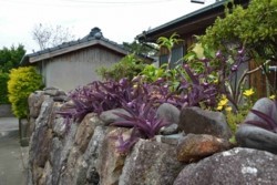 x004001010)石垣上植物.jpg