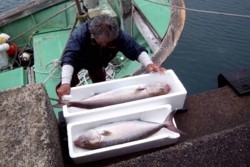 x005001004)アカバラ水揚げ.jpg