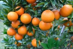 x005001014)タンカン.jpg