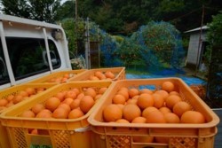 x005001018)収穫タンカン.jpg