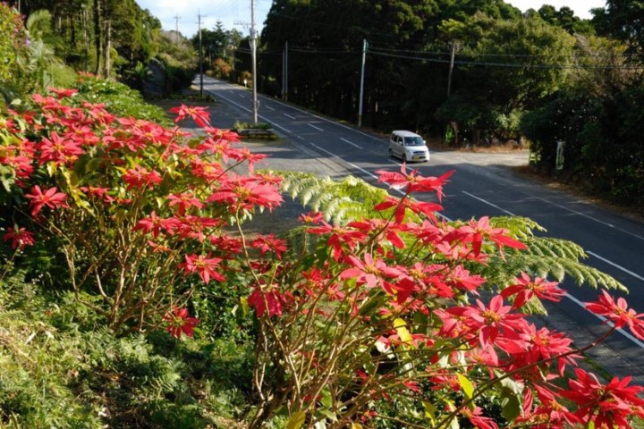 m_p005001001)県道ポインセチア.jpg
