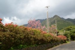 m_p005001003)花のグランド.jpg