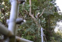 m_p005003009)サル柵枝下ろし.jpg