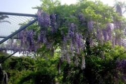 m_p005004020)碑示談間満開2018.jpg