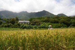 m_p006001004)梅雨明け稲稔る.jpg
