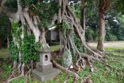 m_t003001009)ガジュマルと町エビス.jpg