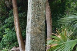 m_t004003017)小島神社こう徳碑①.jpg