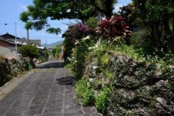 m_t005001002)花と石垣は里の道.jpg