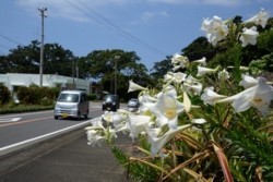 m_t005001003)県道にもユリ.jpg