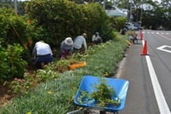 m_t005001005)小島花壇手入れ.jpg
