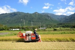 m_t006001001)稲刈り山背景.jpg