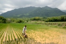 m_t006001003)田の草取り.jpg