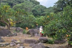 m_q001001008)樹園地の花崗岩.jpg