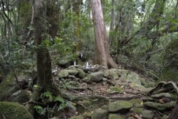 m_q004001018)山道の中足山神.jpg