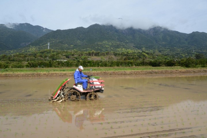 m_q005001001)麦生田んぼと前岳.jpg