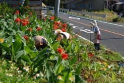 m_q005001006)沿道花壇手入れ.jpg