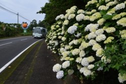 m_q005001007)県道のアジサイ.jpg