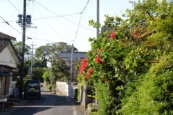 m_q005001012)花の多い集落.jpg