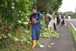 m_q005003015)アジサイ花切り県道.jpg