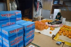 m_q006001010)ポンカン選別.jpg