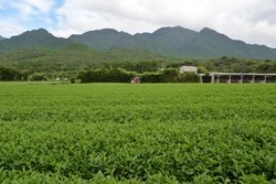 m_o001001001)前岳の連山.jpg