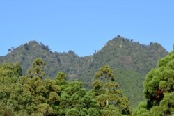 m_o001001003)モイヨ岳尾根原生林.jpg