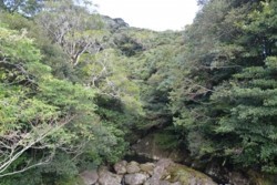 m_o001001005)花揚川照葉樹林.jpg