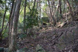 m_o004002004)鉱山遺構のある森林.jpg