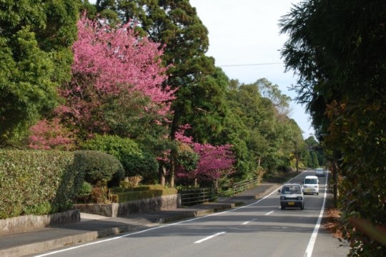 m_o005001001)県道のヒカンザクラ⓵.jpg
