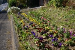 m_o005001004)花揚川公園の花壇.jpg