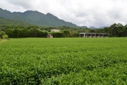 m_o005001008)茶園と前岳の景観.jpg