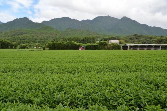 m_o006001001)茶園⓵.jpg