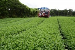 m_o006001004)茶園④.jpg