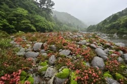 m_I001007_DSC4200.jpg