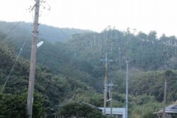 yz005001011.jpg